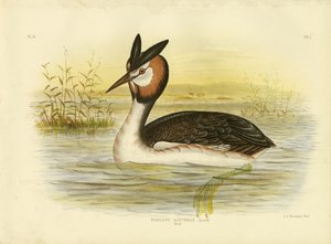 Harjavihku, 1891