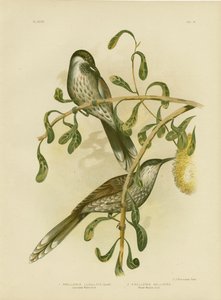 Lumulated Wattlebird or Little Wattlebird, 1891 tekijältä Gracius Broinowski