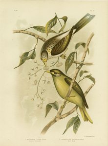 Luteous Honeyeater tai Yellow-Throated Miner, 1891 tekijältä Gracius Broinowski