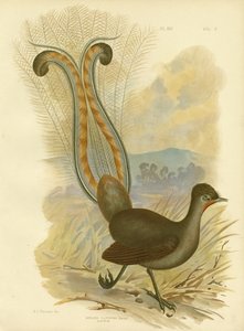 Lyrebird, 1891 tekijältä Gracius Broinowski
