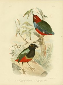 Macklotin Pitta, 1891 tekijältä Gracius Broinowski