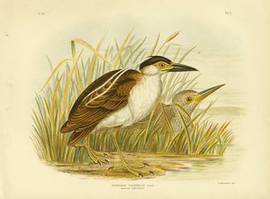 Nankeen Night Heron tai Nankeen Night Heron, 1891 tekijältä Gracius Broinowski
