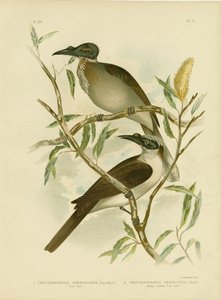 Noisy Friarbird, 1891 tekijältä Gracius Broinowski
