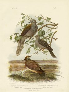 Rauhallinen kyyhkynen, 1891 tekijältä Gracius Broinowski