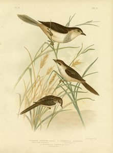 Rufous-Tinted Cincloramphus tai Rufous Songlark, 1891 tekijältä Gracius Broinowski