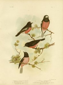 Scarlet-Breasted Robin tai Pacific Robin, 1891 tekijältä Gracius Broinowski