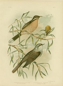Spiny-cheeked Honeyeater, 1891 tekijältä Gracius Broinowski