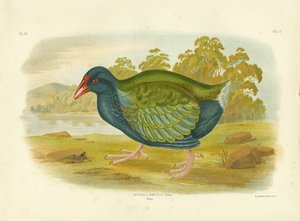 Takahe, 1891 tekijältä Gracius Broinowski