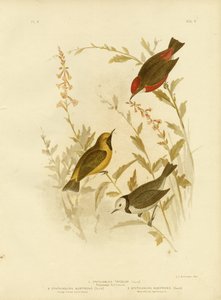Kolmivärinen Ephthianura, 1891 tekijältä Gracius Broinowski