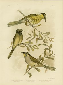 Varied Honeyeater, 1891 tekijältä Gracius Broinowski