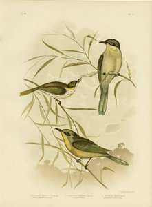 Wattle-cheeked Honeyeater tai Purple-Gaped Honeyeater, 1891 tekijältä Gracius Broinowski