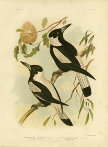 Valkoselkäinen variskirkko, 1891 tekijältä Gracius Broinowski