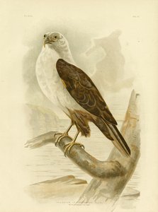 Merikotka, 1891 tekijältä Gracius Broinowski