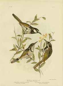 White-cheeked Honeyeater, 1891