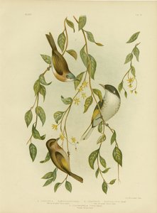 Valkokurkkuhunaja, 1891 tekijältä Gracius Broinowski