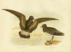 Keltainen myrskypentu, 1891 tekijältä Gracius Broinowski