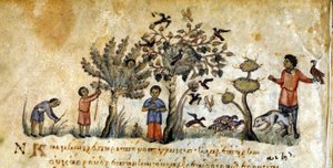 Metsästys haukkojen kanssa lintujen vangitsemiseksi – Oppianuksen "" De Venatione" -kirjassa, kreikkalainen käsikirjoitus 1200-luvulta. Biblioteca Marciana. Venetsia tekijältä Greek School