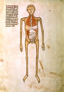 ANATOMIA: Miniatyyri Guido da Vigevanon, Ranskan kuningas Philippe VI:n lääkärin "Anatomiasta" (miniatyyri).