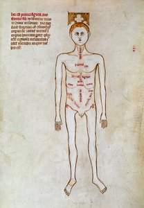 Leikkaus: ihmiskehon esitys. Miniatyyri teoksessa ""Liber notables Philippi, frankien seitsemäs kuningas, poimittu Galienin kirjoista"" kirjoittanut Gui (Guy) Paviasta