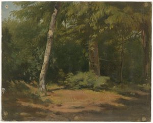 Avoin tila metsässä