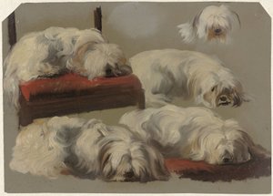 Valkoisen sylikoiran tutkimukset tekijältä Guillaume Anne van der Brugghen
