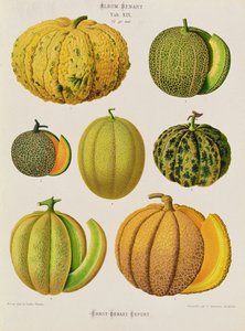 Melonit: Tab. XIX, Benary-albumista tekijältä Guillaume Severeyns