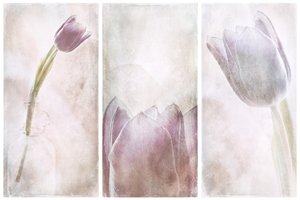 Laventeli-tulppaanin unelma tekijältä Gustav Davidsson