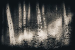 Sumuisen metsän unelma