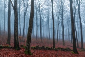 Sumuisen metsän polku