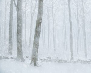 Talvinen lumisateen peittämä metsä