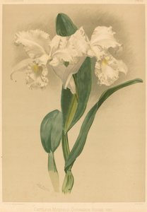 Cattleya Mendelii Quorndon House Var. tekijältä Gustav Leutzsch after Henry George Moon