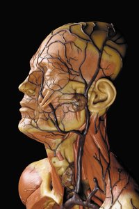 Yksityiskohta miehen anatomisesta ecorche-mallista, jossa näkyvät lihakset, valtimot ja suonet, verenkierto ja hermosto tekijältä Gustav Zeiller
