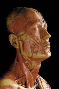 Yksityiskohta miehen anatomisesta ecorche-mallista, jossa näkyvät lihakset, valtimot ja suonet, verenkierto ja hermosto (vaha) (katso myös 469823-469827) tekijältä Gustav Zeiller