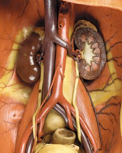 Yksityiskohta miehen anatomisesta ecorche-mallista, jossa näkyvät lihakset, valtimot ja suonet, verenkierto ja hermosto (vaha) (katso myös 469822-469827) tekijältä Gustav Zeiller