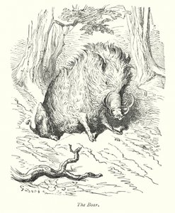 Villisika (kaiverrus) tekijältä Gustave Dore