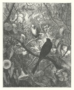 La Fontainen sadut: Philomel ja Progne (kaiverrus). tekijältä Gustave Dore