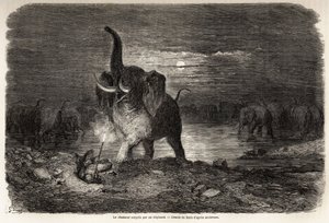 Metsästäjä yllätti norsun lähellä Ngami-järveä (Botswana), Gustave Doren (1832-1883) piirtämä Charles Jean Andersonin seikkailuja ja metsästystä Etelä-Afrikassa. Kaiverrus "" Le tour du monde, nouveau journal des voyages"" Paris tekijältä Gustave Dore