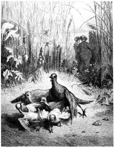 Kuikka ja sen poikaset ja pellon isäntä: Jean de la Fontainen satu, kuvittanut Gustave Dore - linnut - tekijältä Gustave Dore