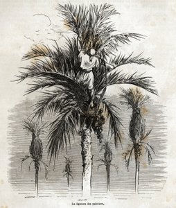 Elchen palmujen sidominen valkoisuuden säilyttämiseksi niiden punomiseksi, Gustave Doren (1832-1883) piirustus havainnollistamaan hänen matkaansa Espanjaan vuonna 1862 Ch. Davillier. Kaiverrus kirjassa "" Le tour du monde", toimittanut E tekijältä Gustave Dore