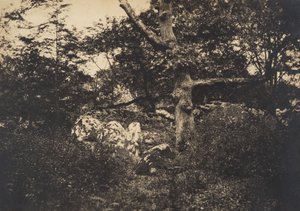 Tammi kallioissa Fontainebleaussa, 1849-52. tekijältä Gustave Le Gray