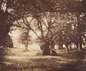 Ontto tammi, Fontainebleau, 1855-57. tekijältä Gustave Le Gray