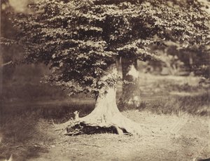 Beech Tree, n. 1855-1857 (mv/w valokuva) tekijältä Gustave Le Gray