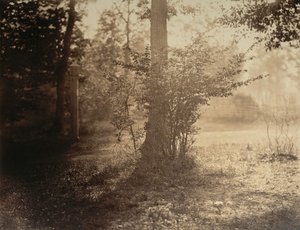 Tree Study, Fontainebleaun metsä, n. 1856. tekijältä Gustave Le Gray