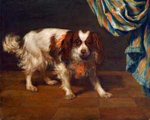 King Charles Spaniel (öljy paneelissa) tekijältä Gysbert van de Kuyl
