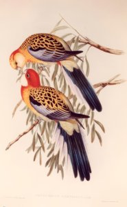 PLATYCERUS SPLENDIDUS tekijältä H.C. Richter