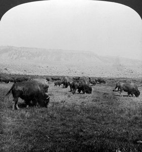 Buffalo, Yellowstonen kansallispuisto, Yhdysvallat.