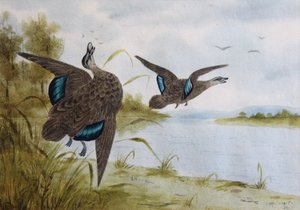 Tyynenmeren mustasorsat tekijältä H. H. Calvert