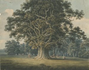 Needwood - Swipcar Oak: akvarellimaalaus ja [?1800-luvun alku] tekijältä H Moore