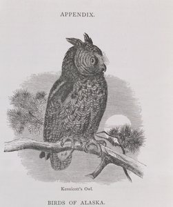 Kennicotts Owl, Alaskasta ja sen resurssit, William H. Dall, kaiverrus H. H. Nicholls, pub. 1870
