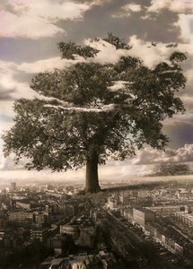 The Tree Islingtonissa